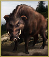 Wild Boar Wild Boar